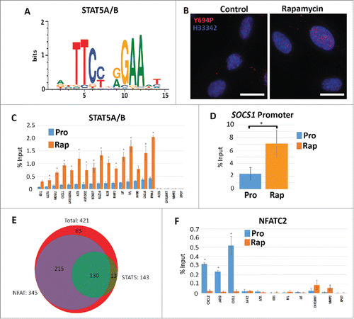 Figure 5. Increased STAT5A/(B)promoter occupancy but not NFACT2 in genes upregulated in response to rapamycin. Using CLOVER, the promoters of genes that increased expression following rapamycin treatment were enriched in STAT5A/B transcription factor binding sites. Position weight matrix/sequence logo of this binding site is shown (A). Scale to the left represents the log-base-2 of the information content of each nucleotide and the bottom scale represents the position of those nucleotides within the binding site. Immuno-fluorescence for phosphorylated Y694-STAT5A/B (Y694P; red) in proliferating (Control) and rapamycin-treated (Rapamycin) fibroblasts (B). Chromatin is counterstained with H33342 (blue). Scale bar = 10 μm. ChIP assays were used to compare promoter occupancy of STAT5A/B in proliferative (Pro/blue) and rapamycin treated (Rap/orange) samples (C). Promoters analyzed are given (X-axis) and the percent enrichment over input reported (Y-axis). For all ChIP assays, error bars represent the SEM and * indicate significant enrichment with p-values from one tailed t-tests ≤0 .05. ChIP assays for STAT5A/B promoter occupancy in the promoter of the SOCS1 gene under proliferative (Pro) and rapamycin treatment (Rap) (D). Venn diagram indicating the number of genes up-regulated by rapamycin (red; 421 genes) that shared STAT5A/B (green; 143 genes) and NFAT (purple; 345 genes) binding sites (E). ChIP assays were also performed for NFATC2 promoter occupancy. Proliferative (Pro/blue) and rapamycin treated (Rap/orange) samples were compared. Promoters analyzed are given at the bottom and the percent enrichment over input reported (F).