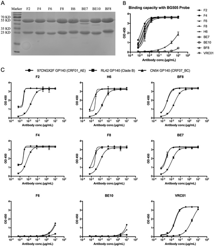 Fig. 2 Purification and identification of monoclonal binding antibodies.a Reducing 12% SDS-PAGE analysis of monoclonal antibodies. b ELISA binding of monoclonal antibodies with the sorting probe BG505. c ELISA of cross-reactive monoclonal antibodies binding with diverse HIV-1 GP140 antigens including clade B, CRF01_AE, and CRF07_BC