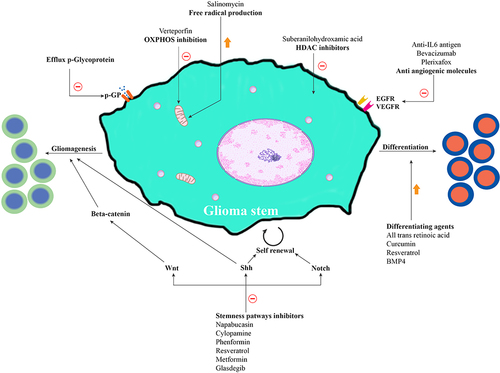 Figure 1 Possible approaches and their mechanisms that can probably eliminate Glioma stem cells. Glioma tumor cells and their metastases originate from stem cells possessing self-renewal and differentiation properties. Self-renewal is attributed to activation of alternative pathways like Wnt, Shh and Notch. Targeting these stemness pathways can eliminate Glioma stem cells. HDAC (Histone deacetylase) enzymes catalyze the deacetylation of histones, facilitate chromatin condensation and are associated with oncogenic transcription factors. HDAC inhibitors may target these enzymes and alter gene transcription. Cancer stem cells exhibit overexpression of OXPHOS (oxidative phosphorylation), which plays a key role in cellular energy. They use stored energy in mitochondrial ATP and generate free radicals, ROS (reactive oxygen species).