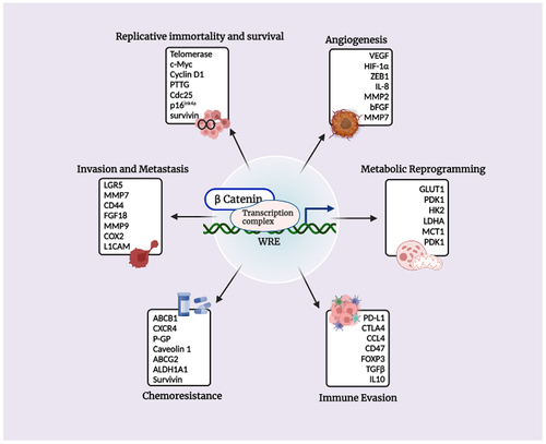 Figure 3. Transcriptional targets of β-catenin and their implications in promoting the hallmarks of cancer.