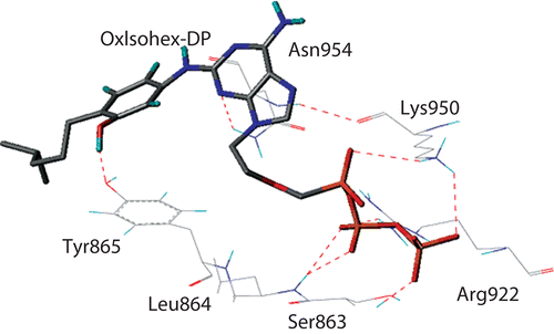 Figure 4.  OxIsohex-DP within the active site during MD simulations (at 3370 ps): H-bonds are simultaneously built with Ser863, Arg922 and Lys950 (plus Tyr865 and Asn954). 54x33mm (300 × 300 DPI).