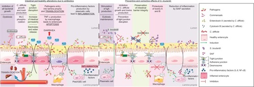 Figure 2 Proposed model for the effects of S. boulardii on intestinal permeability due to antibiotics.