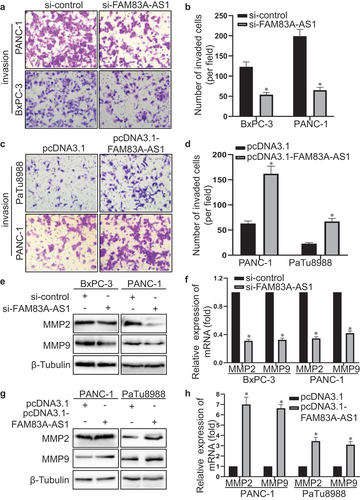 Figure 5. Fam83A-AS1 enhances the invasion ability of pancreatic cancer cells.