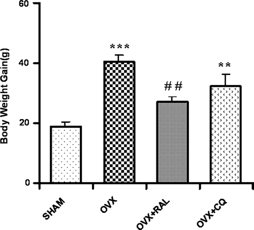 Figure 1.  Body-weight gain in sham control (SHAM), ovariectomized (OVX), ovariectomized and raloxifene treated (OVX + RAL), and ovariectomized and Cissus quadrangularis extract treated (OVX + CQ) groups during 3 months treatment period. Note the significant increase in the body-weight gain in OVX when compared to SHAM group (***P<0.001). The body-weight is significantly decreased when the OVX animals were treated with CQ (**P<0.01) and raloxifene (##P<0.01), respectively.