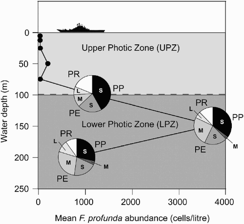 Fig. 18. Diagram showing Florisphaera profunda cell density at different depths in the photic zone during 1994–1995. Mean total F. profunda cell density for 1994–1995 is shown by black line, with the relative abundance of each of the three varieties of F. profunda and their size-morphotypes at 100, 150 and 200 m in the LPZ indicated. PP – F. profunda var. profunda, PE – F. profunda var. elongata , PR – F. profunda var. rhinocera. Total F. profunda abundance data from Cortés et al. (Citation2001).