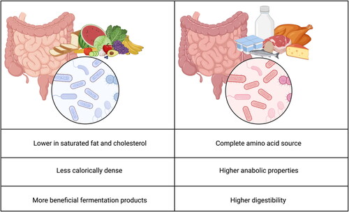 Figure 1. Differences in plant-based and animal-based diets on the gut and its microbiome. Created with BioRender.com.