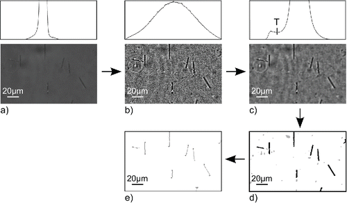 Figure 1. Image analysis process: (a) original image and its histogram; (b) image and histogram after ACC application; (c) image and histogram after adaptive radial convolution, T denotes threshold; (d) segmented image; (e) image with identified fibers.