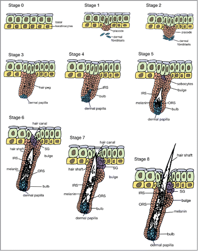 FIGURE 4. The 8 stages of hair development. IRS = inner root sheath, ORS = outer root sheath, SG = sebaceous gland.