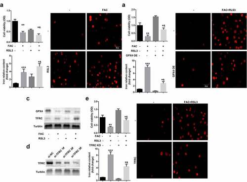 Figure 1. FAC activates iron metabolism to enhance the ferroptosis of KGN cells