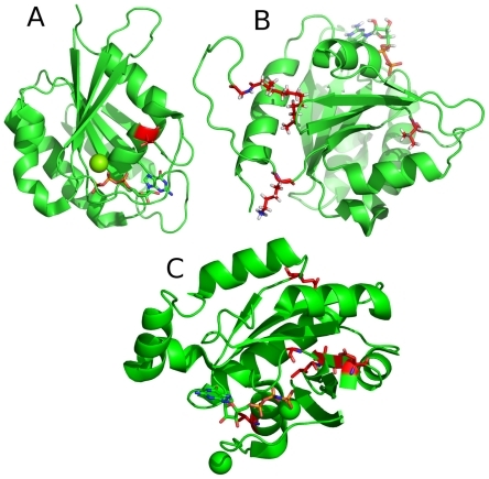 Figure 7 Most important positions for the classification of small GTPase families.The most important regions (>4%) for the classification of whether a protein belongs to a specific family are highlighted in red. The most important positions within the Ran subfamily is located in the C-terminal part of the protein, in an unstructured region, which is not shown here. Mg and Ca are shown as spheres.A: Structure of Rab6A;Citation27B: Structure of Arf1;Citation30C: Structure of Rho6.Citation31