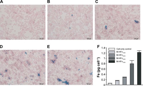 Figure 6 Iron uptake analysis of MDA-MB-231 tumor cells incubated with M-HFn nanoparticles.Notes: Prussian blue staining of MDA-MB-231 tumor cells incubated for 24 hours with (A) no nanoparticles, (B) M-HFn1000, (C) M-HFn3000, (D) M-HFn5000, and (E) M-HFn7000. (F) Iron contents in single cell are 0.16 pg cell−1, 0.29 pg cell−1, 0.80 pg cell−1, and 1.23 pg cell−1 after incubation with M-HFn1000, M-HFn3000, M-HFn5000, and M-HFn7000, respectively, for 24 hours (statistical comparison of iron contents in single cell with cell-only yielded P=0.014, 0.002, 0.011, and 0.023 for M-HFn1000, M-HFn3000, M-HFn5000, and M-HFn7000, respectively).Abbreviation: M-HFn, ferrimagnetic H-ferritin.