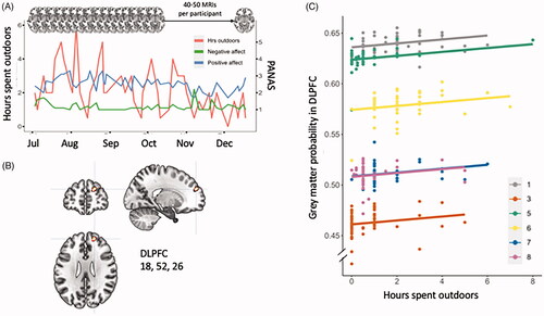 Figure 1. (A) Illustration of the data collected from a single subject, (B) cluster in the dorsolateral prefrontal cortex (DLPFC) showing a positive association between grey matter probability and self-reported hours spent outdoors, and (C) for illustrative purposes only, we plot a line graph depicting the regression of the extracted grey matter values of each subject from DLPFC (right), the y-axis has a break, as indicated by the break symbol.