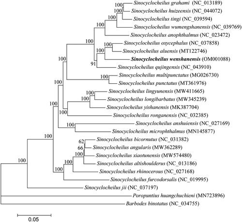 Figure 1. Phylogenetic tree of 24 Sinocyclocheilus fishes and two outgroups based on complete mitogenome sequences. The accession numbers for each species are indicated in parenthesis. The nodal numbers represent the posterior probabilities for Bayesian analysis.