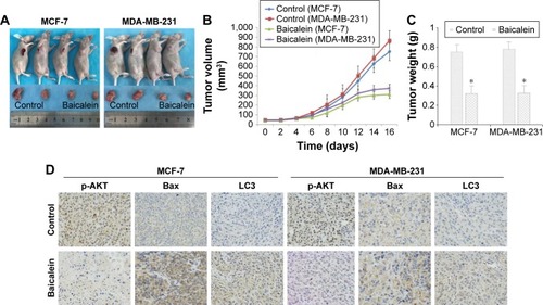 Figure 5 Baicalein inhibited MCF-7 and MDA-MB-231 tumor xenograft growth in vivo.