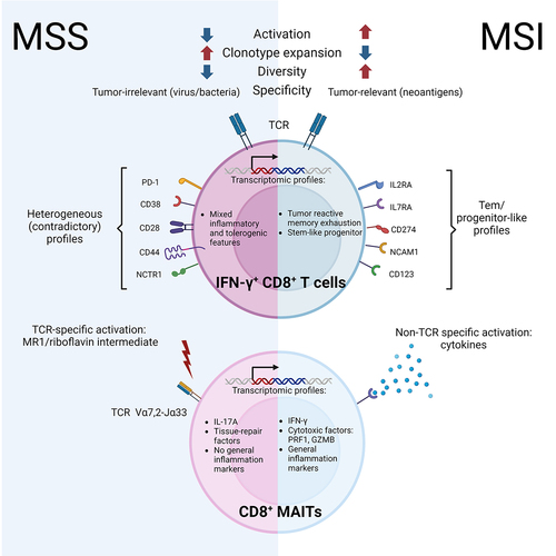 Figure 1. Divergent CD8+ T cell profiles explains differential cancer immunosurveillance potency in MSI and MSS CRC. In MSI, IFN-γ+ CD8+ T cells demonstrate strong activation, characterized by a limited but diverse expansion of TCR clonotypes specific to tumor antigens, compatible with efficient antitumor activity. This CD8+ T cell compartment includes MAIT cells expressing pro-inflammatory and cytotoxic factors (e.g., PRF1, GZMB). By contrast, IFN-γ+ CD8+ T cells enriched in MSS CRC show weaker and bystander activation, characterized by a potent expansion of a restricted number of TCR clonotypes mostly relevant to microbes, responsible for a “pseudo-hot” immune microenvironment that translates in ineffective antitumor immunity. Along this line, CD8+ MAIT cells populating MSS CRC express tissue-repair factors and IL-17A, reflective of an activation by bacterial elements (i.e., riboflavin-derived compounds presented onto MR1 non-classical MHC-I molecules). The transcriptomic signature of these activated CD8+ T cells is indicative of memory exhaustion and stem-like progenitor phenotypes in MSI tumors, as opposed to a heterogenous pro-inflammatory and tolerogenic phenotype in MSS CRC. High-plex mass cytometry comforted these findings at the protein level. On one side, immune profile heterogeneity was observed in MSS with detection of both co-inhibitory (e.g., PD-1) and stimulatory (e.g., CD28) immune markers on CD8+ T lymphocytes. On the other side, MSI-infiltrating CD8+ T cells display surface factors associated with an effector memory/progenitor-like profile (e.g., IL2RA, IL7RA, CD123, CD274). Created with Biorender.com. GZMB, granzyme B; IFN, interferon; IL, interleukin; MAIT, mucosal-associated invariant T cell; MHC, major histocompatibility complex; MR1, major histocompatibility complex, class I-related; MSI, microsatellite instability; MSS, microsatellite stability; NCAM1, neural cell adhesion molecule 1; NCTR1, natural cytotoxicity triggering receptor 1; PD-1, programmed death-1; PRF1, perforin 1; TCR, T cell receptor.