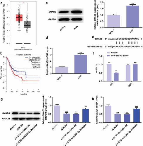 Figure 7. SMAD5 expression is increased both in vivo and vitro and regulated by miR-299-3p. (a) The expression level of SMAD5 in GC tumor samples and normal samples predicted by GEPIA website. (b) The overall survival in STAD patients predicted by GEPIA websites. (c) The proteins expression of SMAD5 was determined by western blot. (d) The mRNA level of SMAD5 was quantified by RT-qPCR. (e) The binding site of has-miR-299-3p on SMAD5. (f) The interaction of SMAD5 with miR-299-3p was confirmed by luciferase reporter assay. (g) The proteins expression of SMAD5 were determined by western blot. (h) The mRNA level of SMAD5 were quantified by RT-qPCR. Error bars represent the mean ± SEM from three independent experiments. **P< 0.01, ***P< 0.001 vs. Control; ##P< 0.01, ###P< 0.001 vs. si-HCP5