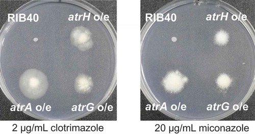Figure 4. Growth phenotypes of atrA, atrG, and atrH overexpression transformants. Approximately 104 conidiospores were inoculated and grown on Czapek–Dox agar medium (containing 0.5% maltose as a carbon source) supplemented with 2 μg/mL clotrimazole or 20 μg/mL miconazole for 14 days at 30°C.