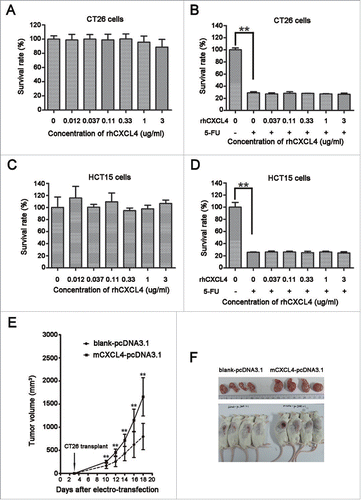 Figure 2. The effects of CXCL4 on the growth of colon cancer cells in vitro and in vivo. (A) rhCXCL4 has no effect on the growth of CT26 cells in culture. (B) rhCXCL4 has no effect on 5-FU toxicity to CT26 cells in culture. **P < 0.01. (C) rhCXCL4 has no effect on the growth of HCT15 cells in culture. (D) rhCXCL4 has no effect on 5-FU toxicity to HCT15 cells in culture. **P < 0.01. (E) The over-expression of CXCL4 promotes CT26 tumor growth in vivo. Mice were electro-transfected with mCXCL4-pcDNA3.1 or blank pcDNA3.1 plasmid (50 μg/mouse). Mice were inoculated with 3×106 CT26 cells 3 d later, and the tumor volume was measured thereafter. n = 9 mice per group. **P < 0.01. (F) Mice were sacrificed on day 18 after inoculation of CT26 cells. Photographs of tumor tissue in each group are presented.