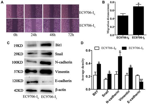 Figure 2 Migratory ability and phenotype of EC9706-I3 and EC9706-I0 cells. (A) Migration ability of EC9706-I0 and EC9706-I3 cells by wound healing assay. (B) Migrative distances of EC9706-I0 and EC9706-I3 cells at 72 h post-culture. (C, D) Expression of N-cadherin, Snail, Vimentin, E-cadherin, and Bit1 in EC9706-I0 and EC9706-I3 cells estimated by Western blot. All values are presented as mean ± standard error (SE). * and ** indicate significant differences at P < 0.05 and P < 0.01, respectively.