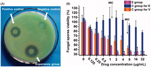 Figure 6. In vitro drug sensitivity of fungi using different methods. (A) Disc diffusion method. Experience group, econazole (ECZ) loading in NDDS; negative control, ECZ suspension; positive control, natamycin eye drops. (B) Microdilution method. E group, ECZ solution eye drops; C group for E, ECZ suspension eye drops; and C group for V, voriconazole solution eye drops. The curves represent the inhibition of fungal spores by ECZ and voriconazole.