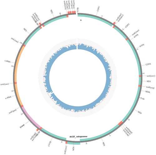Figure 2. A novel genome map of the malaysian B. affinis affinis mitochondrial genome.