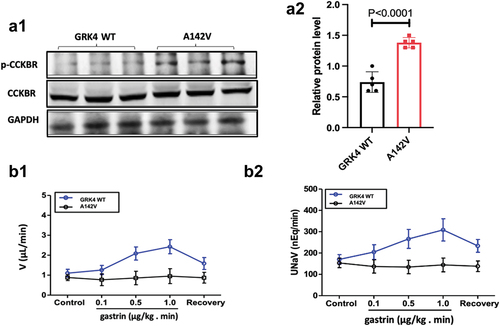 Figure 2. Effect of GRK4 on gastrin receptor activity and function. a, renal CCKBR and p-CCKBR expression levels in GRK4 WT and A142V mice. A1, Protein levels of CCKBR and p-CCKBR in GRK4 WT and A142V mice were shown by Western blot. A2, Statistical results for A1. Data are expressed as mean ± SE. (P < 0.0001, compared with GRK4 WT; N = 6); B1, Effect of gastrin on renal urinary flow rate in GRK4 A142V mice. (P < 0.05, compared with GRK4 WT; N = 7); B2, effect of gastrin on renal urinary sodium in GRK4 A142V mice. (P < 0.05, compared with GRK4 WT; N = 6); data are expressed as mean ± SE.