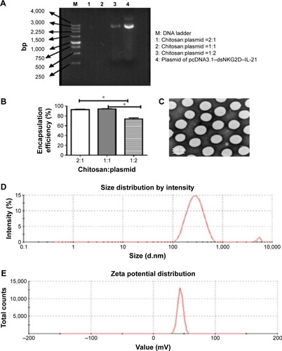 Figure 1 Generation and identification of chitosan nanoparticles encapsulated with the dsNKG2D–IL-21 fusion gene.Notes: Agarose gel electrophoresis of supernatant solutions after nanoparticles were centrifuged with different ratios of chitosan to pcDNA3.1 (weight:weight) (A). Encapsulation rate was calculated by the ratio of the amount of DNA encapsulated into the nanoparticles to the total DNA quantities (B). Transmission electron microscopy displayed the morphology and size of nanoparticle (C). Size (D) and zeta-potential distribution (E). Each experiment was repeated at least three times. *P<0.05.Abbreviation: IL-21, interleukin 21.