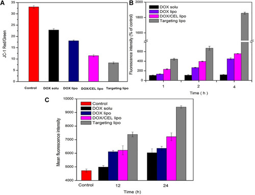 Figure 8 (A) Mitochondrial membrane potential expressed as JC-1 aggregate to monomer ratio in MCF/ADR cells incubated for 4h at 37°C. (B) ROS production by different dox formulations. (C) The intracellular accumulation of rhodamine 123 in MCF/ADR cells. The cells were incubated with 5 µg/mL Rh 123 for 30 min, and the intracellular fluorescence was measured to assess the pump function of P-gp. Data are reported as the mean ± standard deviation (n = 3) (doxorubicin (DOX), celecoxib (CEL), solution (solu), liposome (lipo)).