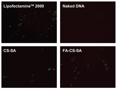 Figure 8 Green fluorescent protein detection of transfected SKOV3 cells observed by inverted microscopy.Abbreviations: CS-SA, stearic acid-grafted chitosan copolymer; FA-CS-SA, folic acid-conjugated stearic acid-grafted chitosan copolymer.