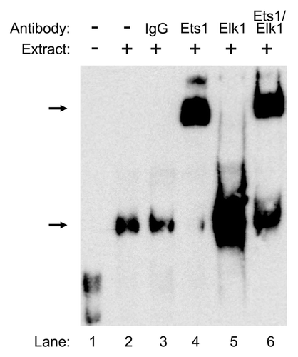 Figure 5. Confirmation of Ets1 and Elk1 binding to the proximal promoter of the CIP2A gene. Nuclear extracts (9 μg) from ECC-1 were incubated with WT probe (−138 to−107) from the CIP2A gene along with 2 μg of antibody directed toward Ets1, Elk1, or Ets1 and Elk1 together. The negative control consisted of rabbit-pre-immune control IgG. The formation of DNA–protein complexes is designated by solid arrows. The experiment was repeated twice with similar results.