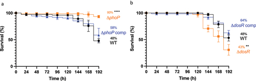 Figure 8. Determining virulence of isogenic mutants ΔphoP and ΔdosR against H37Rv wild-type in Gm. Larvae (n = 25, per group) were challenged with (a) ΔphoP or ΔphoP complement (ΔphoP comp), (b) ΔdosR or ΔdosR complement (ΔdosR comp). Larvae infected with H37Rv wild-type (WT) were utilised as the virulence control. Virulence was assessed via larval survival assay over a 192 h time-course. Infected larvae were maintained at 37 °C in the dark, and survival was recorded every 24 h. All data plotted are the mean of three independent experiments. Percentage represents final larval survival. Error bars represents the SD of the means. The Mantle-Cox log-rank test with Bonferroni’s correction was conducted against the WT. ** = p <0.01 and **** = p <0.0001.