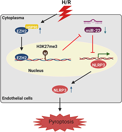 Figure 8 Schematic illustration of H/R-induced endothelial cell pyroptosis via the HSP90/EZH2/miR-22/NLRP3 signaling pathway.