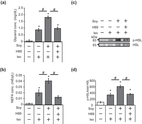 Figure 2. Enhancement of the isoproterenol-stimulated lipolytic pathway by soy hydrolysate in 3T3-L1 adipocytes is dependent on PKA.(a, b) 3T3-L1 cells were differentiated with (+) or without (-) 0.5 mg/mL soy hydrolysate. The cells were pre-treated with 20 μM H89 for 30 min, prior to 10 μM isoproterenol treatment (1h). Glycerol (a) and NEFA (b) levels in the culture medium were then measured. (c, d) Cells were pre-treated with 20 μM H89 for 30 min before treatment with 10 μM isoproterenol for 30 min. Detection of HSL phosphorylation (c) and quantification of HSL phosphorylation levels (d) were performed, as described in the legend of Figure 1(c–e). Data are presented as mean ± SEM (error bars), with n = 4 per group for the glycerol and NEFA assays and n = 3 per group for relative HSL phosphorylation measurements. *, P < 0.05 between the non-stimulated vehicular control group and the isoproterenol-stimulated groups. #, P < 0.05.