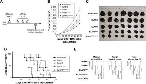 Figure 7 EaAPCPEG/CD47 markedly inhibited melanoma growth after in vivo injections. C57BL/6J mice were injected s.c. with B16 cells on day 0, then randomized into five groups and infused i.v. with SaAPC, EaAPC, EaAPCPEG, EaAPCPEG/CD47, or Blank-NPs (sphere) on days 7, 9, and 11. (A) Timeline for in vivo experiments, (B) subcutaneous melanoma growth (n=5), (C) melanoma tissues at endpoint (day 28, n=5), (D) Kaplan–Meier survival curves of melanoma-bearing mice (n=7) in each treatment group, and (E) statistical analyses for the differences across groups using a log-rank comparison for MST, Wilcoxon signed-rank tests for tumor growth curves, and two-tailed unpaired Student’s t-test for tumor sizes at endpoint. The presented data were from one representative experiment of two independent experiments. *P<0.05, **P<0.01, ***P<0.001, ****P<0.0001.Abbreviations: SaAPC, nanospherical aAPCs; EaAPC, nanoellipsoidal aAPC; EaAPCPEG, PEGylated nanoellipsoidal aAPC; NP, nanoparticle; aAPC, artificial antigen-presenting cell; i.v., intravenous; s.c., subcutaneous; MST, median survival time; EaAPCPEG/CD47, PEGylated and CD47-conjugated nanoellipsoidal aAPCs.