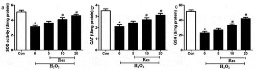 Figure 4. Ability of resveratrol (Res) to enhance the activities of SOD, CAT, and GSH in RGC-5 cells exposed to H2O2. Cells were pre-exposed for 4 h to resveratrol at 5, 10, or 20 μM, then exposed to 200 μM H2O2 for 24 h. The activities of SOD (a), CAT (b), and GSH (c) were assayed. *P< 0.05 vs control group, #P< 0.05 vs H2O2-treated group