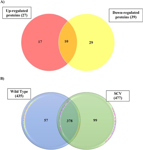 Figure 6. The Venn diagram demonstrates (A) the number of differentially expressed proteins between WT and SCV with a fold-change of ≥2.5 (p-value ≤ 0.05) identified using MALDI-TOF analysis (B) the number of proteins identified using liquid chromatography-mass spectrometry (LC-MS) analysis, that was common between the WT and SCV and proteins that were observed to be present only in UMC049L (WT) or UMC049S (SCV).