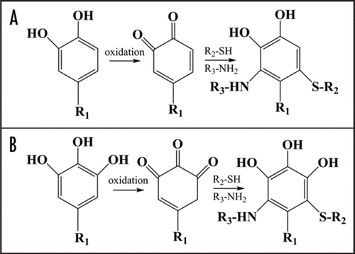 Figure 1 A simplified scheme of catechol and gallate moieties oxidation to quinones and subsequent quinones reaction with terminal amino- and sulfa-groups of proteins and lipids (R2 or R3). The catechol and gallate moieties are attached to a larger molecule of polyphenol (R1). For details see reviews.Citation8,Citation12