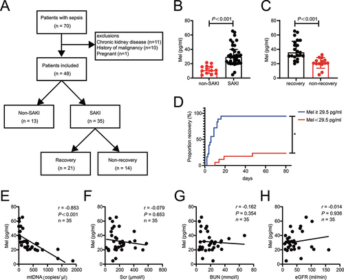 Figure 1. Higher plasma melatonin level resulted in shorter recovery time and less renal mitochondrial damage in patients with SAKI. (A) Flowchart of the enrolled patients. (B) the plasma melatonin level in non-SAKI patients (n = 13) and SAKI (n = 35). (C) the plasma melatonin level in SAKI recovery (n = 21) and non-recovery SAKI patients (n = 14). The data of (B and C) are presented as the median ± IQR. Statistical significance was assessed by Mann-Whitney U test and P < 0.001. (D) SAKI recovery analyses ratified by melatonin median (29.5 pg/ml) in SAKI cohort (melatonin ≥29.5 pg/ml, n = 18, melatonin <29.5 pg/ml, n = 17). Statistical significance was assessed by log-rank test and *P < 0.05. (E) the level of plasma melatonin was negatively correlated with urinary mtDNA in SAKI patients, n = 35. (F) the level of plasma melatonin did not correlate with Scr, n = 35. (G) the level of plasma melatonin did not correlate with BUN, n = 35. (H) the level of plasma melatonin did not correlate with eGFR, n = 35. Statistical significance of (E-H) was assessed by Spearman’s rank correlation analysis. We present P and r in those figures. SAKI: sepsis-induced acute kidney injury, Mel: melatonin, mtDNA: mitochondrial DNA, Scr: serum creatinine, BUN: blood urea nitrogen, eGFR: estimated glomerular filtration rate.