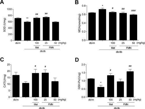 Figure 5 Effect of FMN on SOD (A), MDA (B), GSH-Px (C), CAT (D) in db/db mice. Data were expressed as Mean±SEM (n=6). **P<0.01, *P<0.05 vs db/+ mice; ###P<0.001, ##P<0.01, #P<0.05 vs non-treated db/db mice.