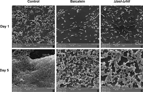 Figure 7 Scanning electron microscopy images of biofilms formed by Pseudomonas aeruginosa PAO1 (100,000× magnification).