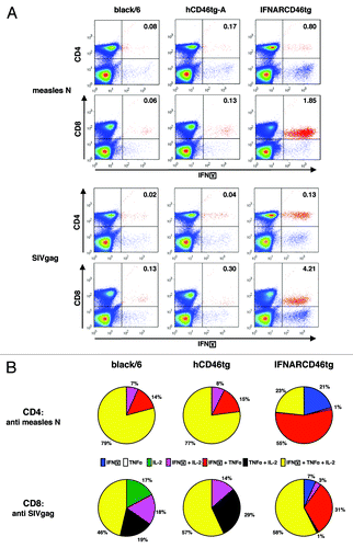 Figure 5. Intracellular cytokine expression profile of rMV-SIVgag induced by CD4+ and CD8+ T-cells against measles N or SIVgag as detected by intracellular cytokine FACS analysis. Five black/6, hCD46tg-A, and IFNARCD46tg mice were immunized with 105 pfu rMVb2-SIVgag. Splenocytes were isolated 2 wk post immunization and restimulated in vitro with either MV-N or SIVgag peptide pools. CD4+ and CD8+ T-cells were stained against IFNγ, TNFα, and IL-2. Negative controls, cultured with media alone, showed less than 0.04% double positive cells in the upper right quadrant when stained against IFNγ and CD4+ or CD8+ (data not shown). (A) Representative FACS results of the three mouse strains. Upper 2 figure lines show the response against MV-N. Lower 2 figure lines show the response against SIVgag. Percentages of IFNγ positive cells are calculated in relation to CD4+ or CD8+ positive cells only. (B) Percentile IFNγ, IL-2, TNFα cytokine distribution for CD4+ T-cells reactive against MV-N and CD8+ T-cells reactive upon SIVgag restimulation.