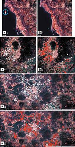 Figure 5. Plasticulture Infrastructure in different windows of three municipalities with a large PA area. All windows contain two panels: A and B; panel A contains the Sentinel colour composite, where the plasticulture infrastructure is easily discernible, panel B contains the same composite image as background, and an additional layer in bright red which shows the polygons classified as PA. The windows correspond to the following municipalities: 1) Ensenada, Baja California State; 2) Zapotlan, Jalisco; and 3) Zamora, Michoacan