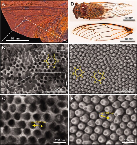 Figure 5. Wing surface nanostructures. A–C, Forewing of Laopsaltria ferruginosa sp. nov. (F.147104; counterpart). A, Overview. B, C, SEM images of nano-holes (well-preserved sections show a distinctive hexagonal pattern). D–F, Extant cicada Burbunga hillieri (Distant, Citation1907). D, Overview (whole specimen and left forewing). E, F, SEM images of the wing surface with nano-protrusions (nanopillars) that are arranged in a near-perfect hexagonal pattern. Average centre-to-centre distances between neighbouring nano-holes (197 ± 19 nm [standard deviation]; n = 20) or nanopillars (178 nm ± 21 nm; n = 23) are given for the fossil and the extant wing, respectively.