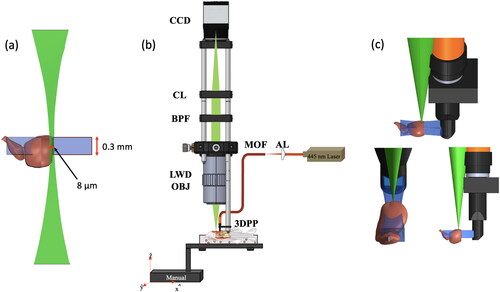 Figure 1. Lightsheet fluorescence microscopy. Orthogonal configuration of (a) the side-illumination and image detection beams relative to the ventricular wound, (b) the component-level optical setup, and (c) the side, frontal and oblique views of the system’s imaging operation are illustrated. CL, BPF, LWD-OBJ, MOF, AL, and 3DPP are abbreviations for condenser lens, bandpass filter, long-working distance objective, multi-mode optical fiber, aspherical lens, and 3D printed probe. Scale bar in (a) is 0.5 mm.
