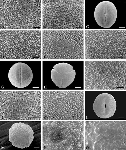 Figure 2 Scanning electron micrographs ofEnkianthus pollen. A, B. E. cernuus (Takahashi 1827; SAPT). C–F. E. cernuus f. rubens: (C–E) M. Tohyama s.n., SAPS; (F) Matsuda s.n., SAPS. G–K. E. sikokianus: (G, H, J & K) Onooka 27245, SAPS; (I) Onooka 27206, SAPS. L–O. E. nudipes: (L, M & O) Onooka 27182, SAPS; (N) Nakajima s.n., SAPS. Pollen grains in equatorial view (C, G, L); pollen grain in polar view (H, M); details of mesocolpial exine (A, D‐F, I, J, N & O); apocolpial exine (B & K). Scale bar – 1 µm (A, B, D–F, I–K, N, O); 5 µm (C, G, H, L, M).