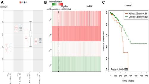 Figure 5 The prognostic value of the DNA methylation of JAK member signature in BC via SurvivalMeth server. (A) The methylation level of CpGs in the high- and low-risk group. (B) The heatmap of CpG methylation level. (C) The Kaplan–Meier curve of OS.