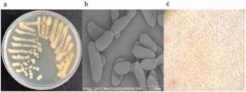Figure 3. Strain streaking and purification plate, scanning electron microscopy and gram-staining. (a) Strain streaking and purification plate, forming a pale yellow and opaque colony size of 2–3.5mm. (b) Strain scanning electron microscopy, the specific morphology of the bacterial strain was observed by scanning electron microscopy. There was no obvious flagellum and the dimension ranges were 2.2–3.1 μm long, 0.4–0.9 μm wide. (c) The result of gram staining which was red under a light microscope was gram-negative bacteria.