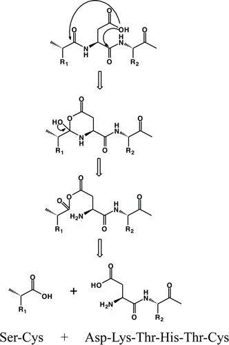 Scheme 1. Proposed mechanisms for fragmentation of the linear peptide at pH 5 showing direct hydrolysis facilitated by the Asp side chain.