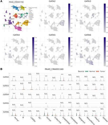 Figure 12 The expression of GATA family members in PAAD_CRA001160 at single-cell resolution. (A) The localization of GATA family members in the tumor microenvironment of pancreatic cancer. (B) The comparison of GATA family members’ expression between normal pancreas and pancreatic cancer samples across cell types. The significance of the difference between the two groups in each cell type is evaluated through the Mann–Whitney U-test and adjusted through Benjamini–Hochberg correction. “N.S.” represents q > 0.05; “*” represents 0.01 < q ≤ 0.05; “***” represents q ≤ 0.001.