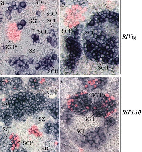 Figure 3 Expression pattern ofRlVlg (a, b) and RlPL10 (c, d) during spermatogenesis. Hybridised sections of adult testes of R. ridibunda (a, c) and R. esculenta (b, d) were immunostained with anti‐phosphohistone H3 antibody. RlVlg (blue) and phosphohistone H3 (red fluorescence) expression signals were not overlapping. The RlPL10 expression pattern (blue‐marked) included phosphohistone H3‐positive cells. SGI = primary spermatogonia, SGII = secondary spermatogonia, SCI = primary spermatocites, SCII = secondary spermatocytes, SD = spermatids, SZ = spermatozoa. Scale bar: 40 µm.